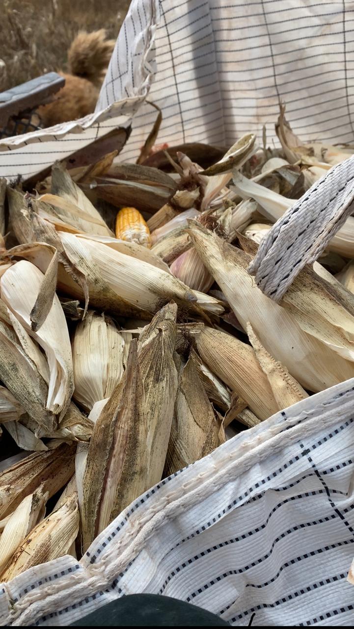 Cosecha en Amealco