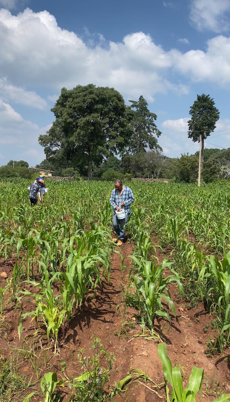 Cultivo de maíz