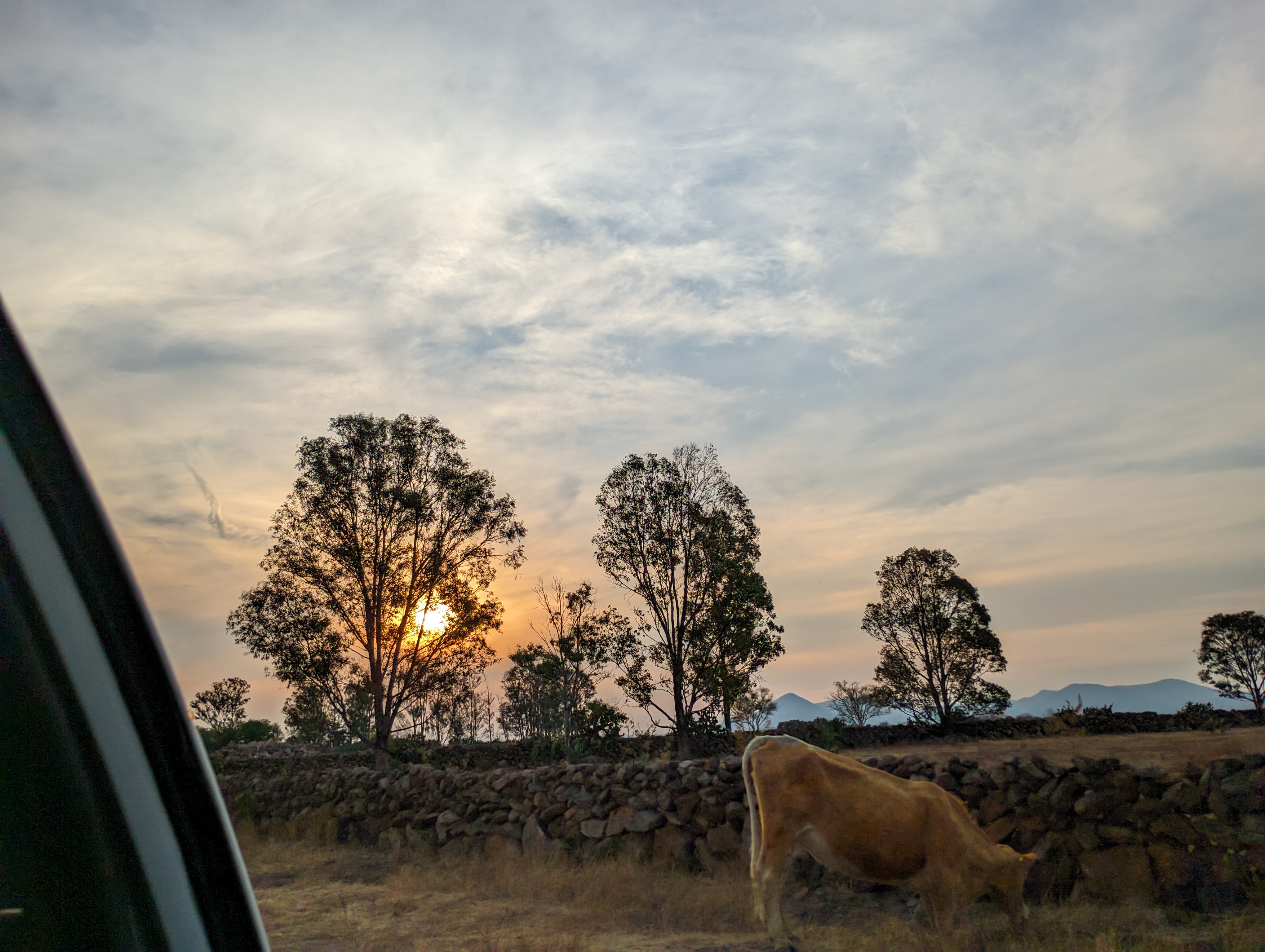 Carpintero en acción
