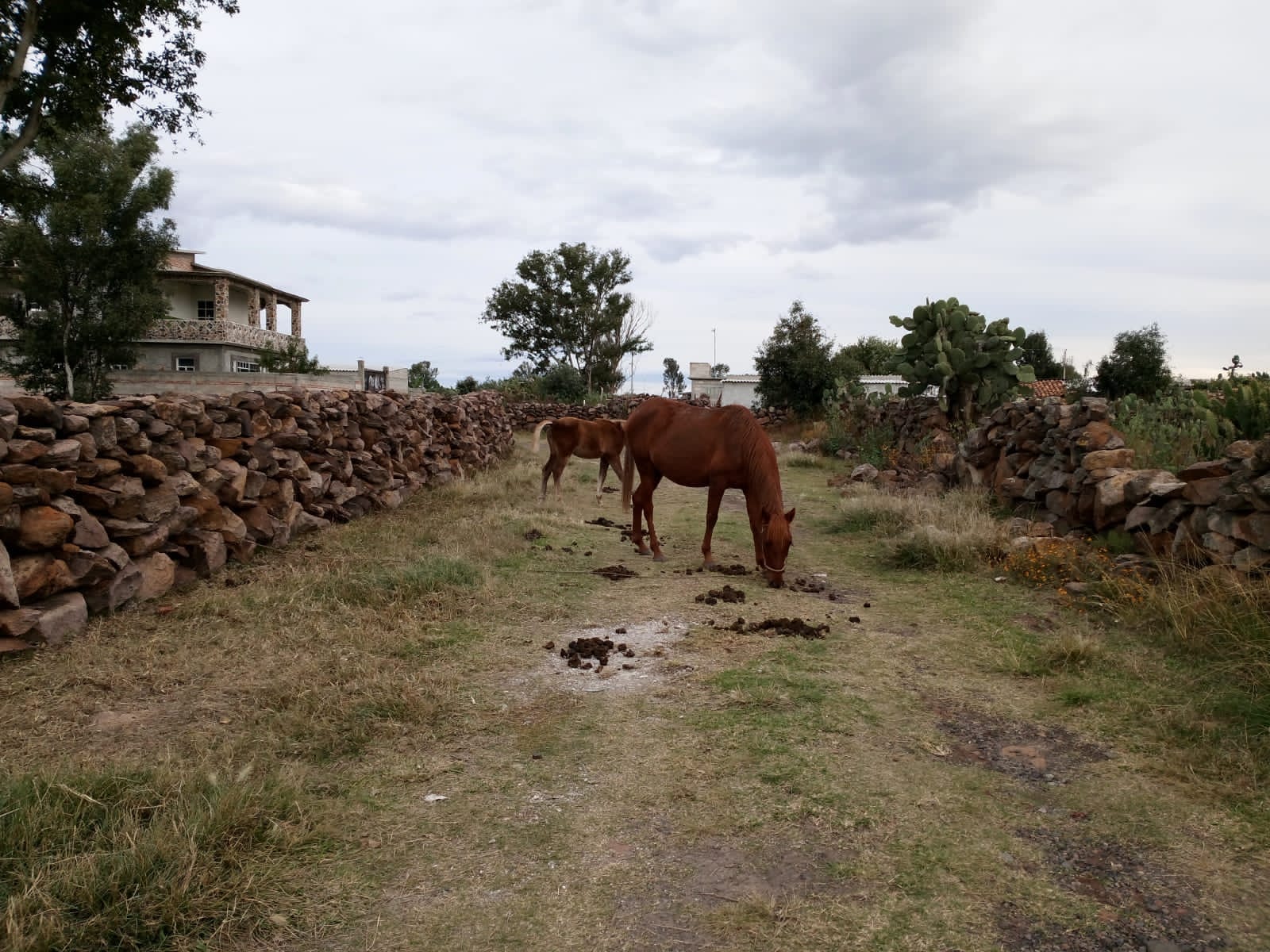 Albañil construyendo una barda