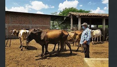 Ganadero en San Ildefonso Tultepec