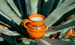 Pulque